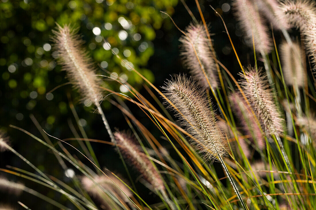 Pennisetum setaceum