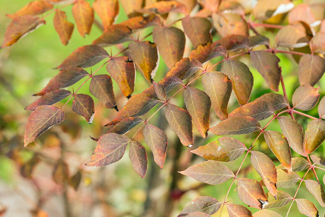 Aralia elata