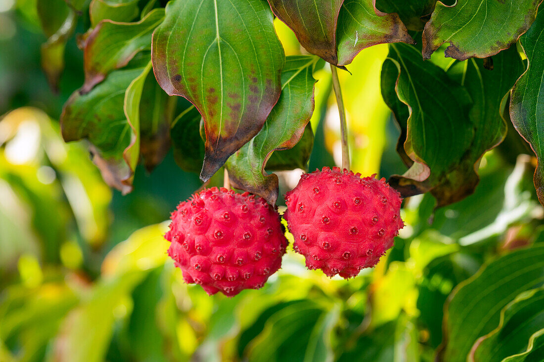 Cornus kousa 'Nicole'