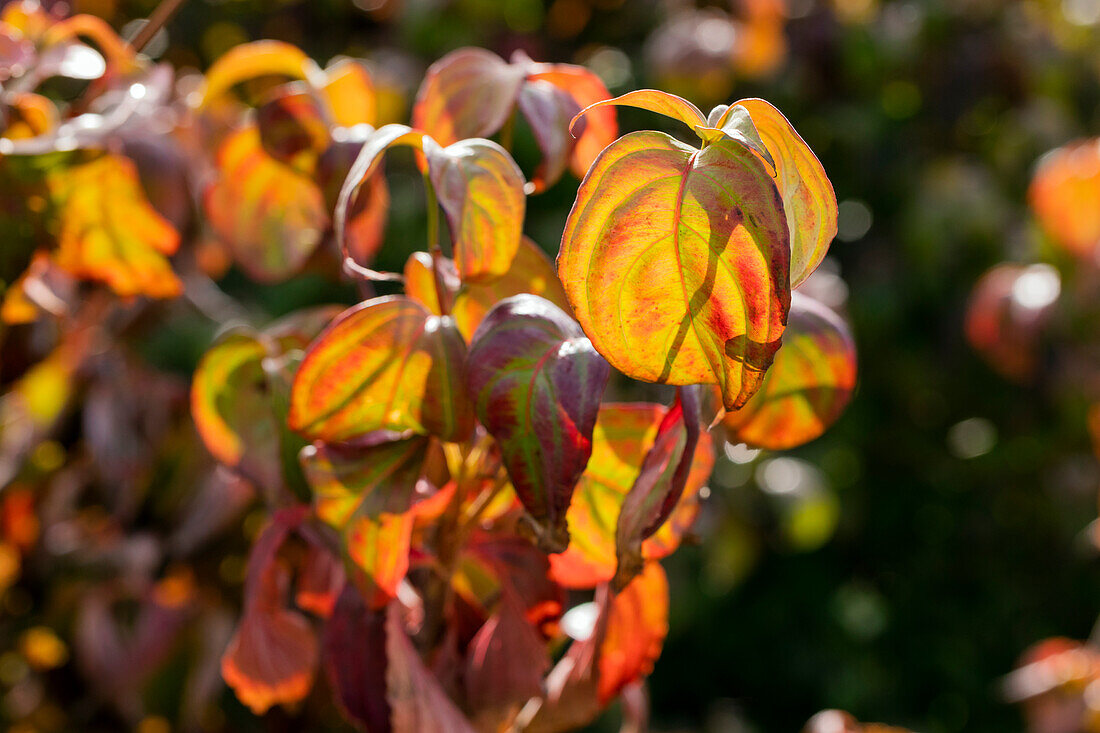 Cornus kousa chinensis