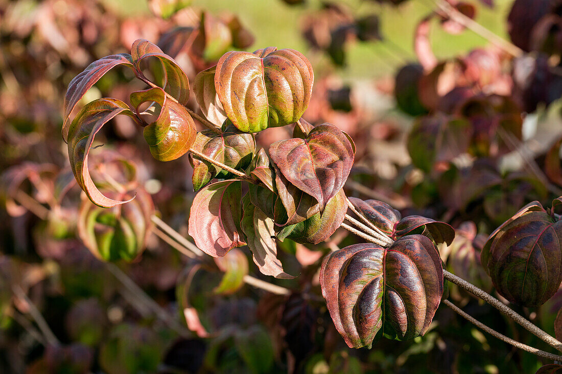 Cornus kousa chinensis