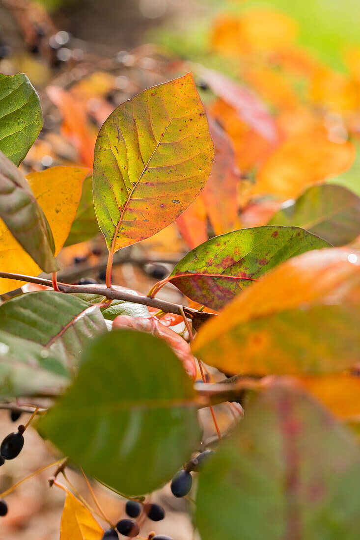 Nyssa sylvatica