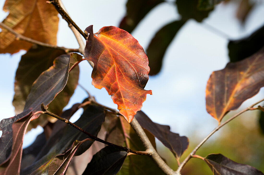 Parrotia persica 'Vanessa'