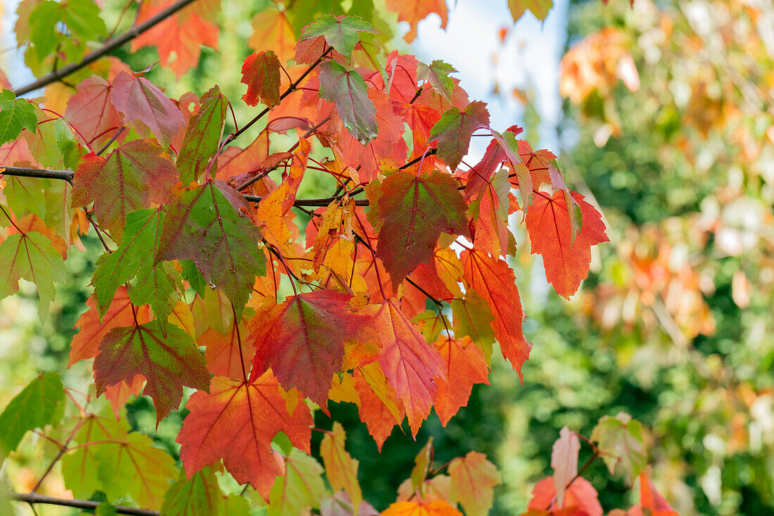 Acer rubrum