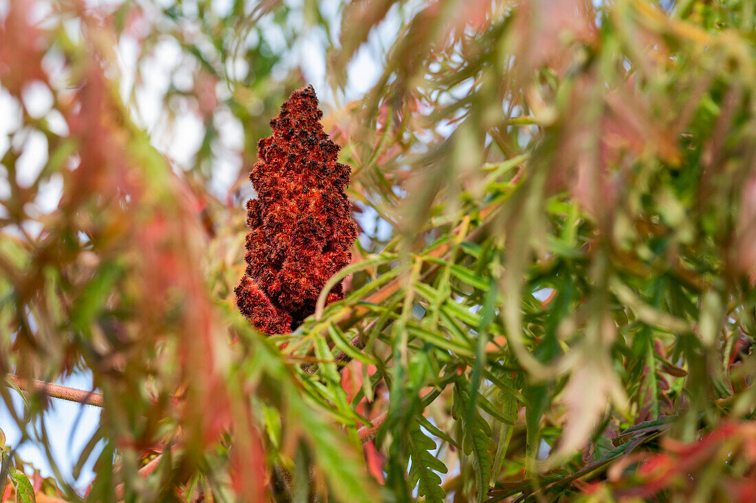 Rhus typhina 'Dissecta'