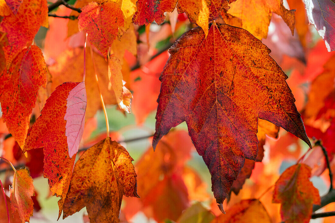 Acer rubrum 'Red Sunset'