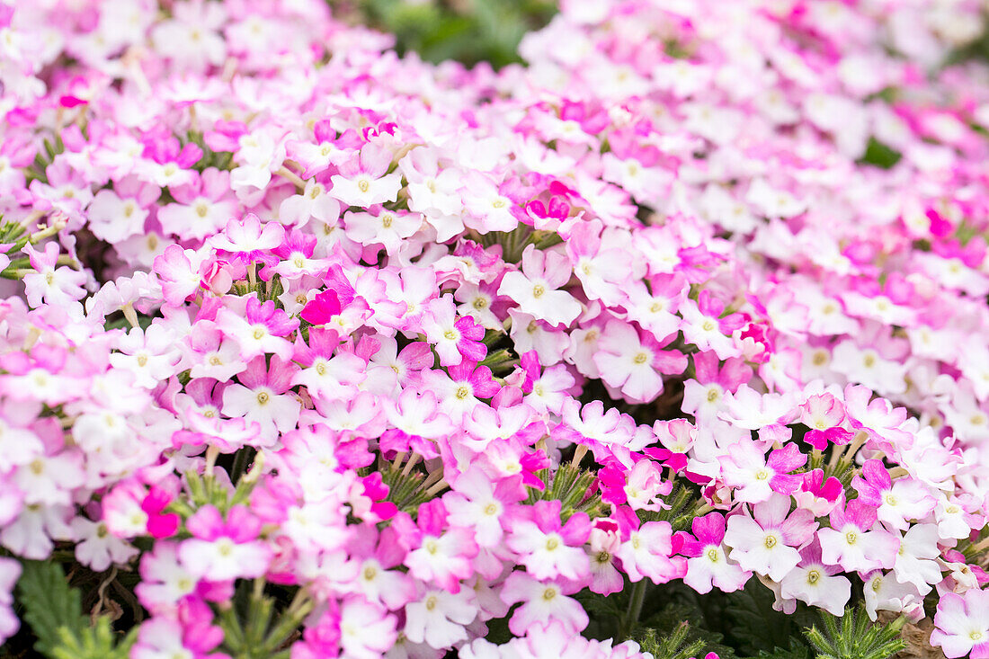 Verbena Vanessa™ 'Bicolor Pink'