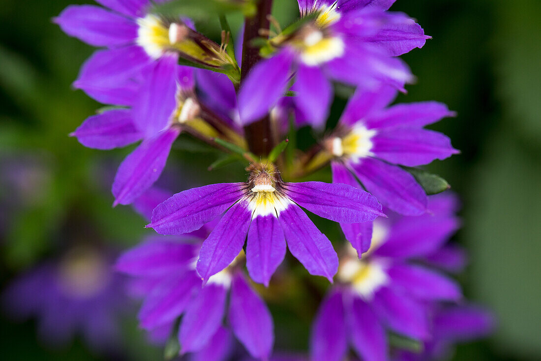 Scaevola saligna 'Purple Haze'