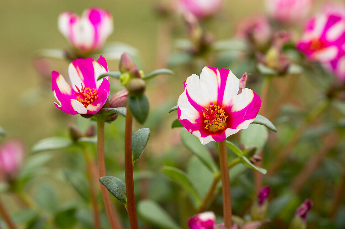 Portulaca Campino™ 'Pitaya'