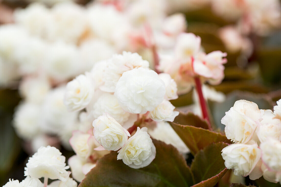 Begonia semperflorens 'Doublet® White'