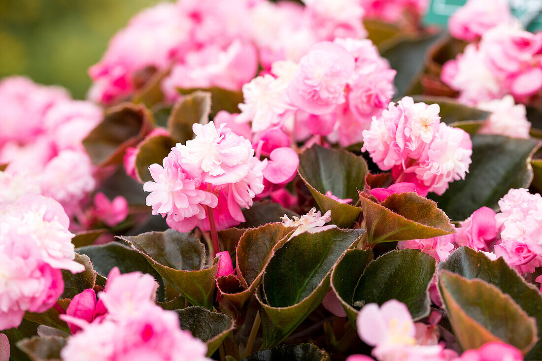 Begonia semperflorens 'Doublet® Pink'