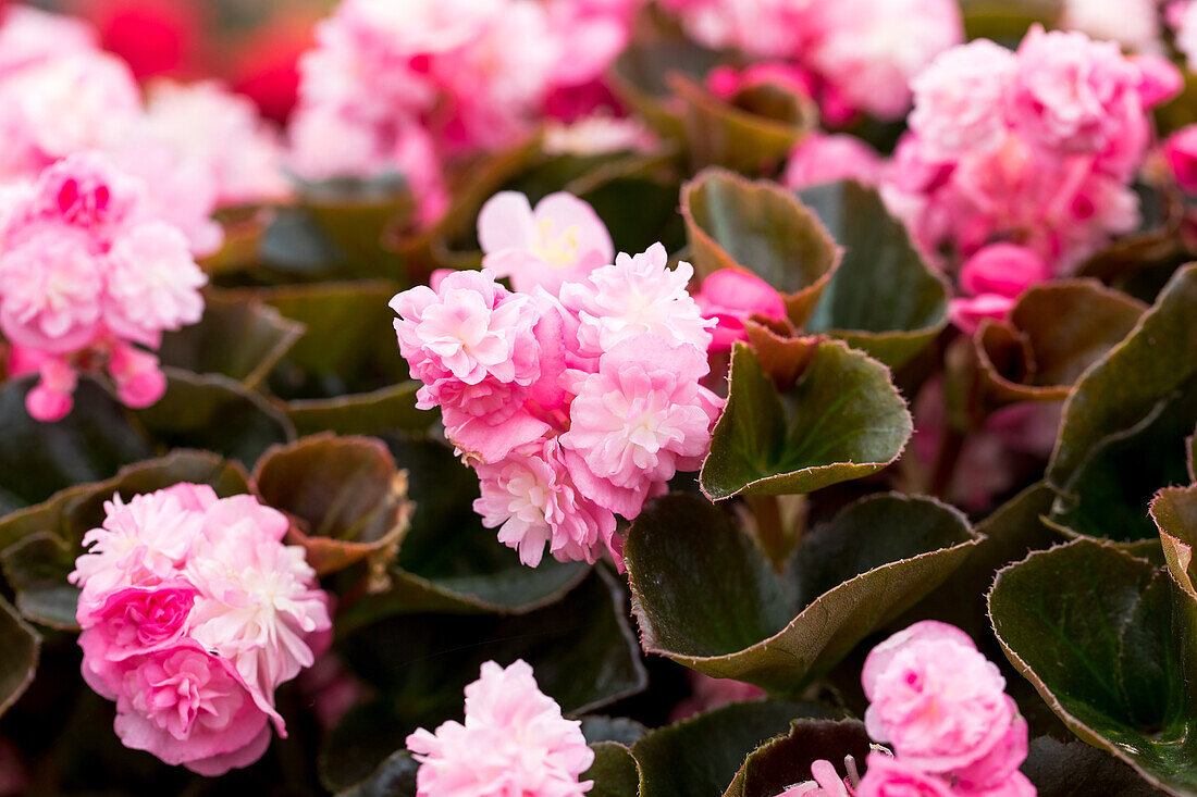 Begonia semperflorens Doublet® Pink