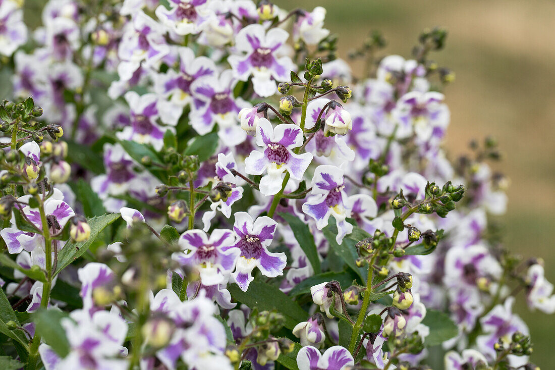 Angelonia angustifolia 'Alonia Bicolor Violet'