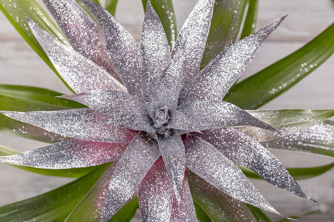 Guzmania Glitter Silber