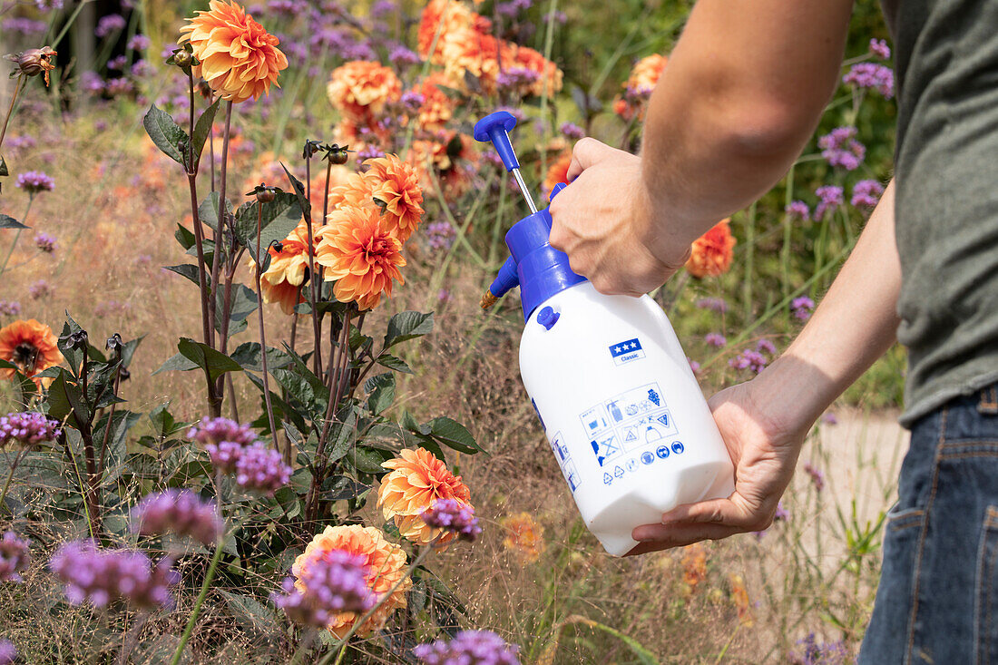 Pflanzenschutzmittel auf Dahlien sprühen