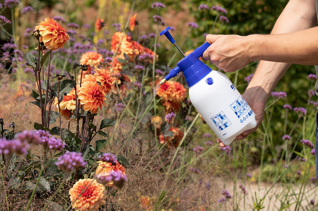 Pflanzenschutzmittel auf Dahlien sprühen