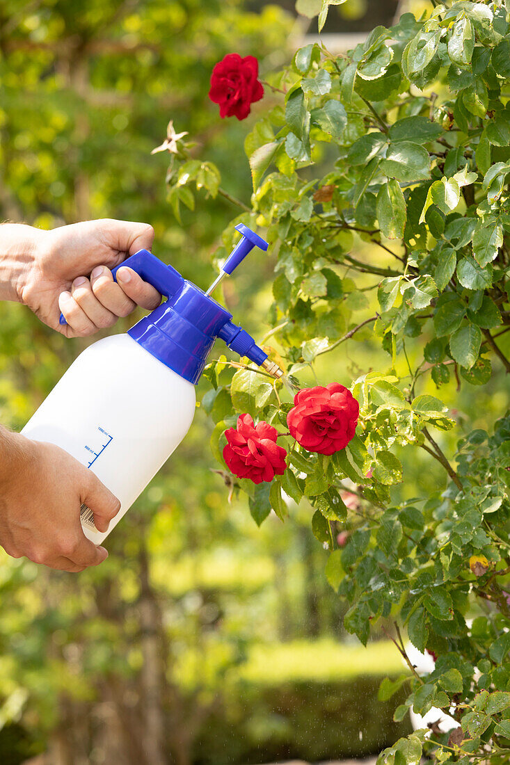 Pflanzenschutzmittel auf Rosen sprühen