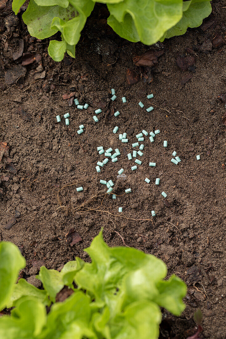 Slug pellet in the salad bed