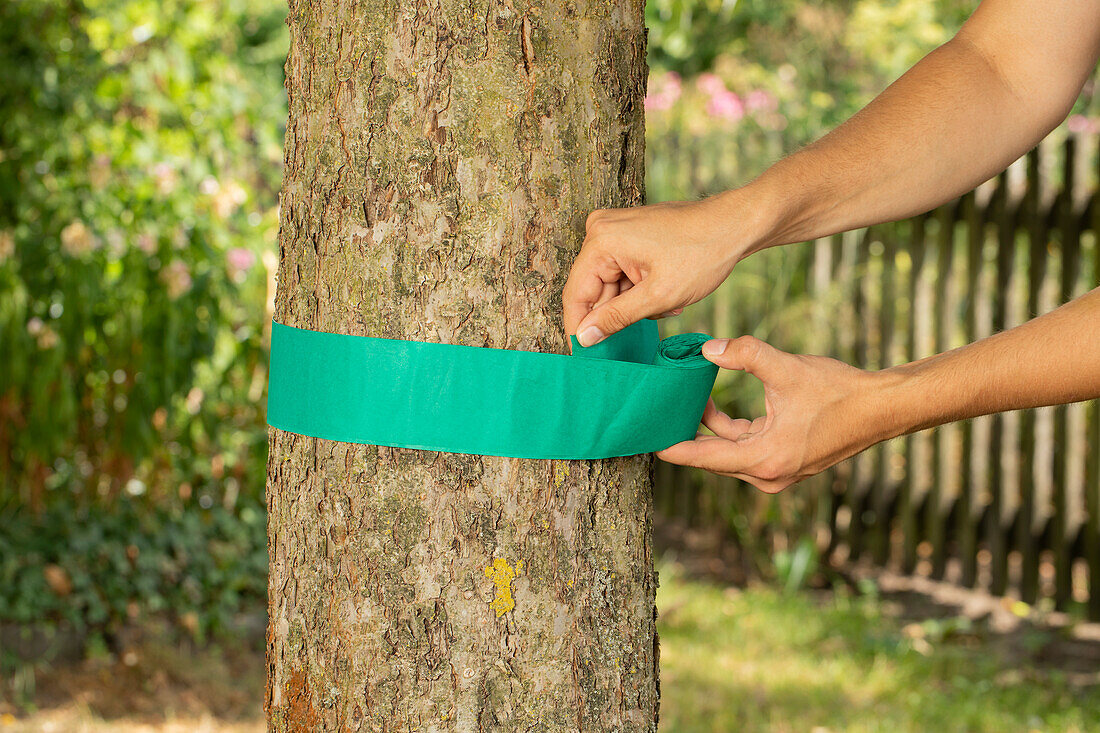 Leimringe an Baum anbringen