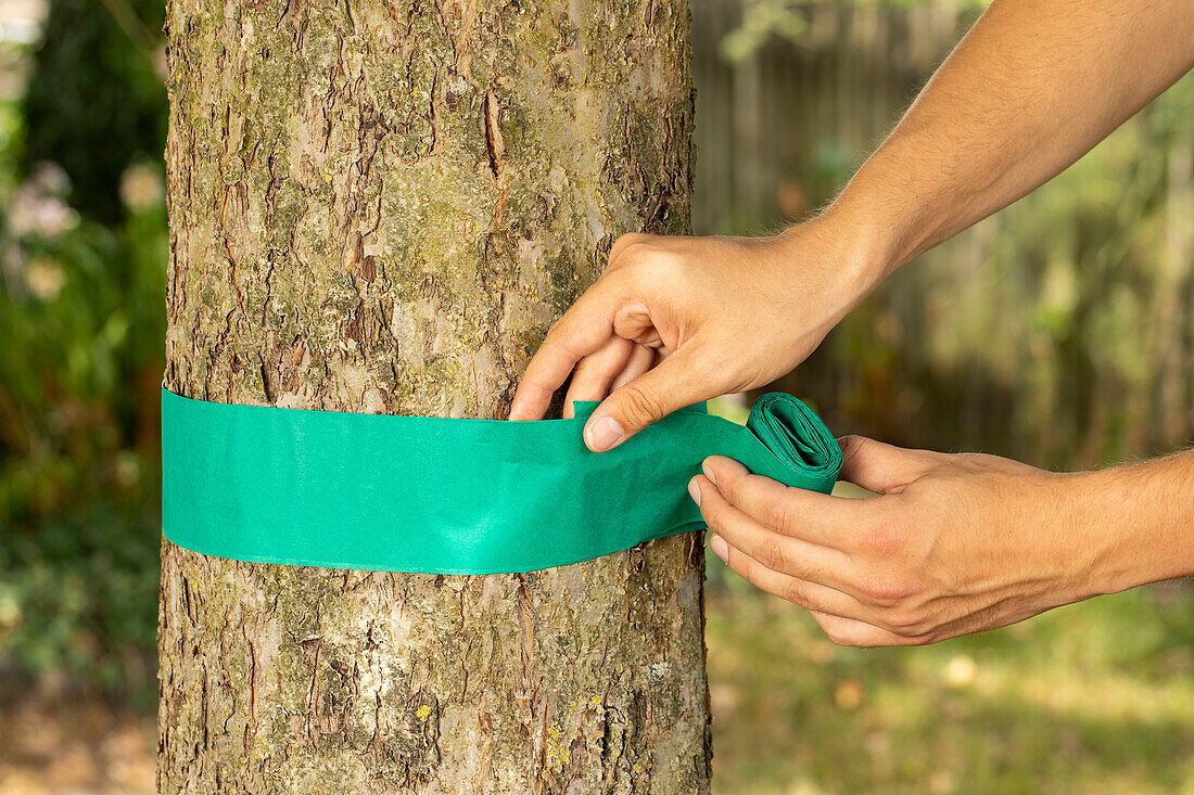 Attaching glue rings to tree