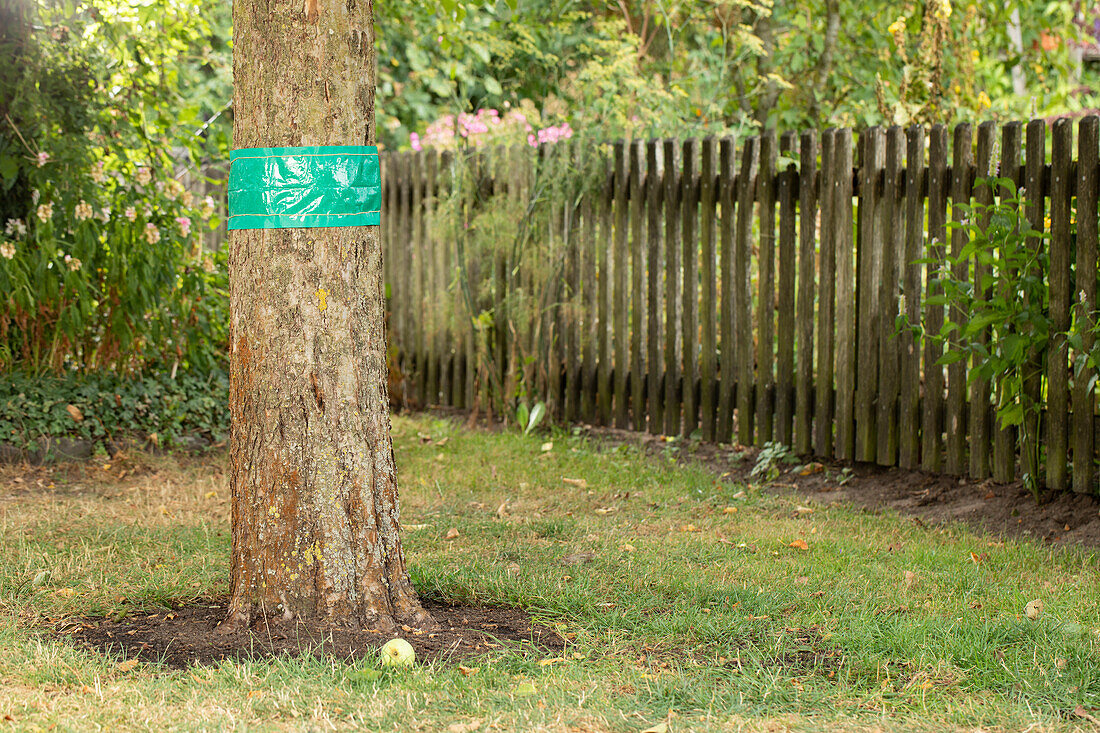 Leimringe an Baum anbringen