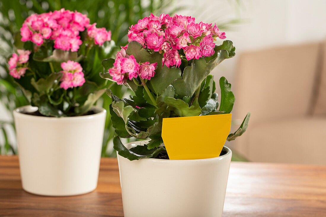 Indoor plants with yellow table