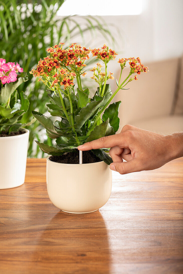 Putting pest sticks in houseplant pots