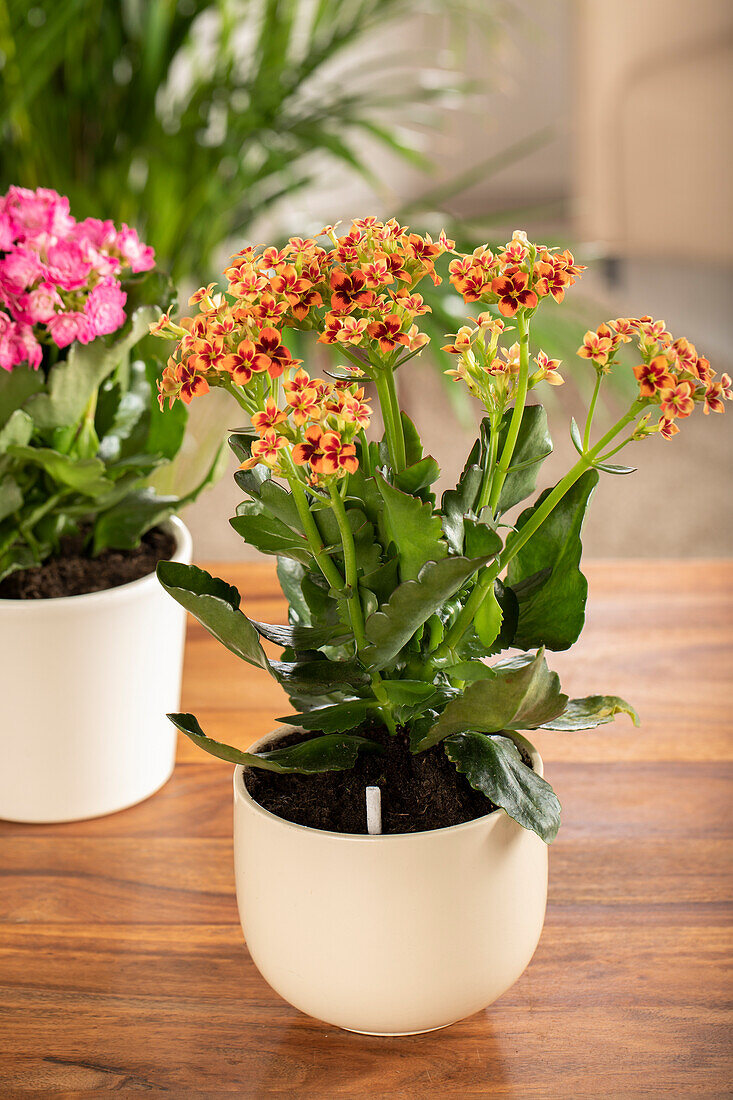 Pesticide sticks in indoor plant pot