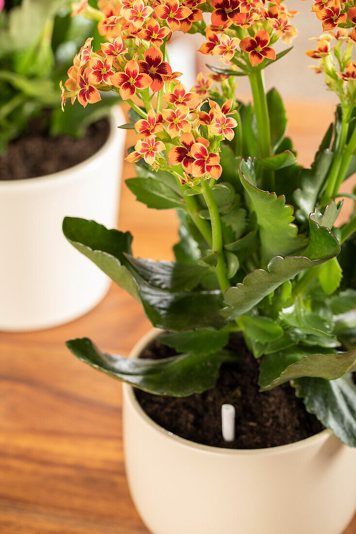 Pest sticks in indoor plant pot