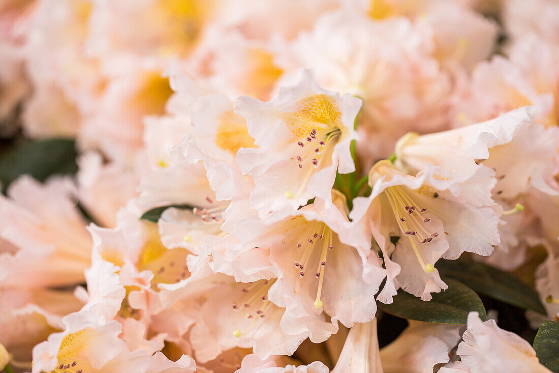 Rhododendron 'Gloria