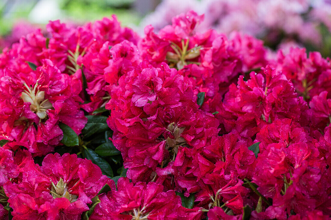 Rhododendron 'Marianne von Weizsäcker' insigne