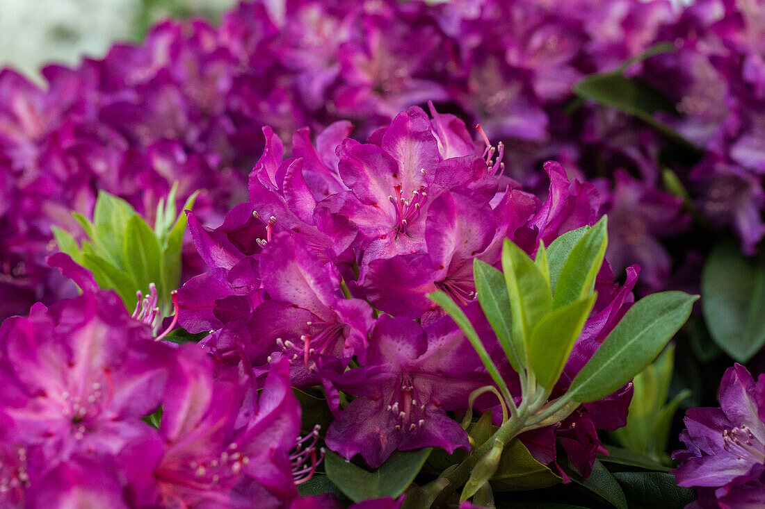 Rhododendron, purplish red