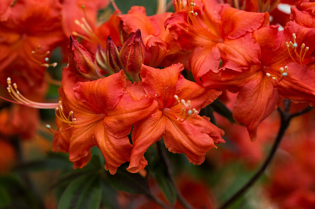 Rhododendron luteum