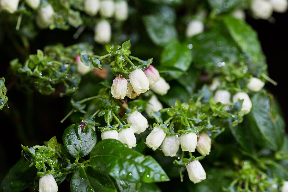 Vaccinium corymbosum 'BrazelBerry® Jelly Bean'