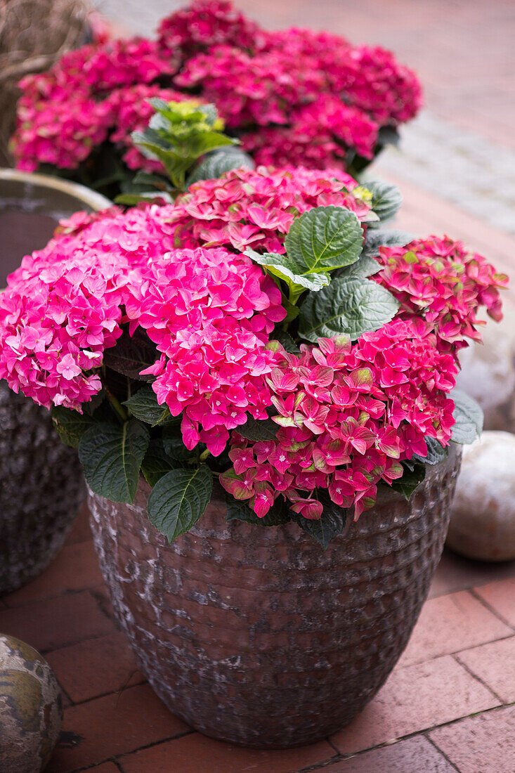 Hydrangea macrophylla, red