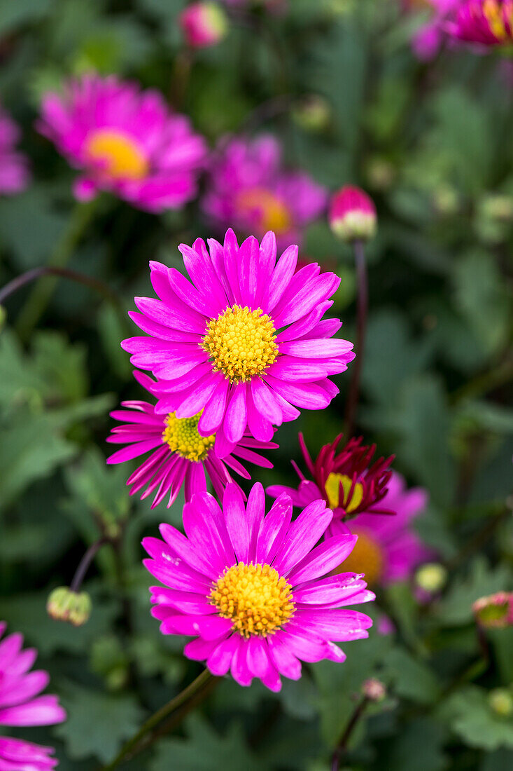 Brachyscome angustifolia 'Fresco® Candy'