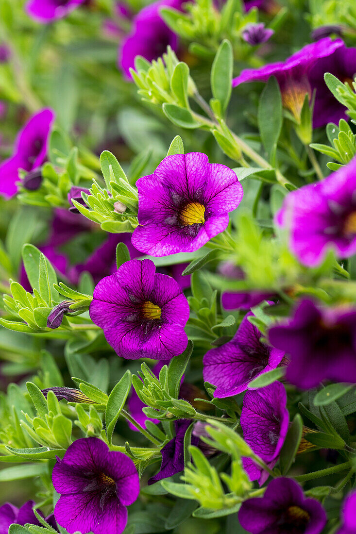 Calibrachoa 'Noa® Ultra Purple'