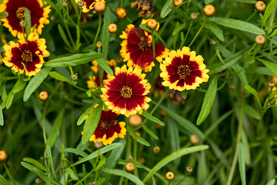 Coreopsis 'Highland™ Blast'