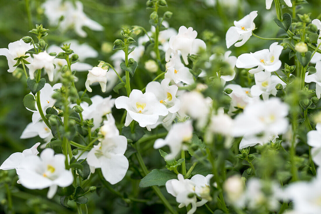 Diascia barberae 'Genta Classic White'