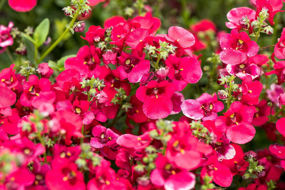 Diascia barberae 'Genta™ Ruby'