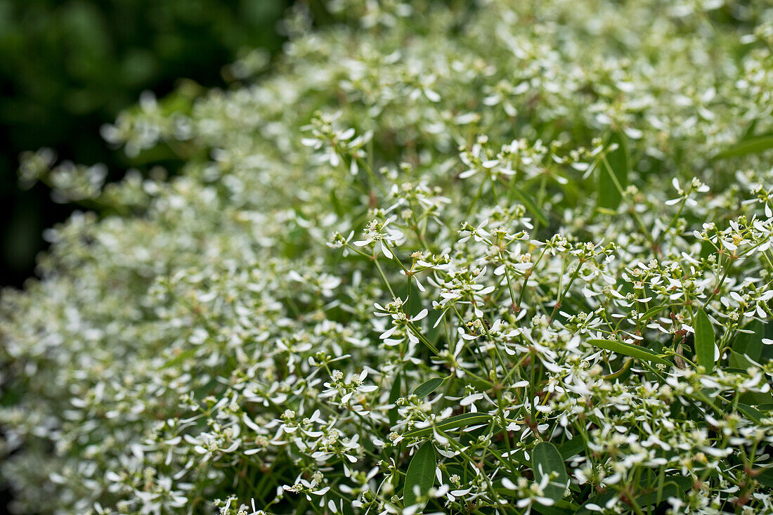 Euphorbia hypericifolia 'Diwali™ Shower'