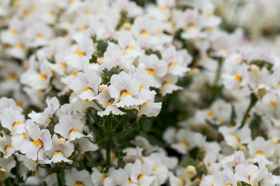 Nemesia fruticans 'Nesia Snow Angel'