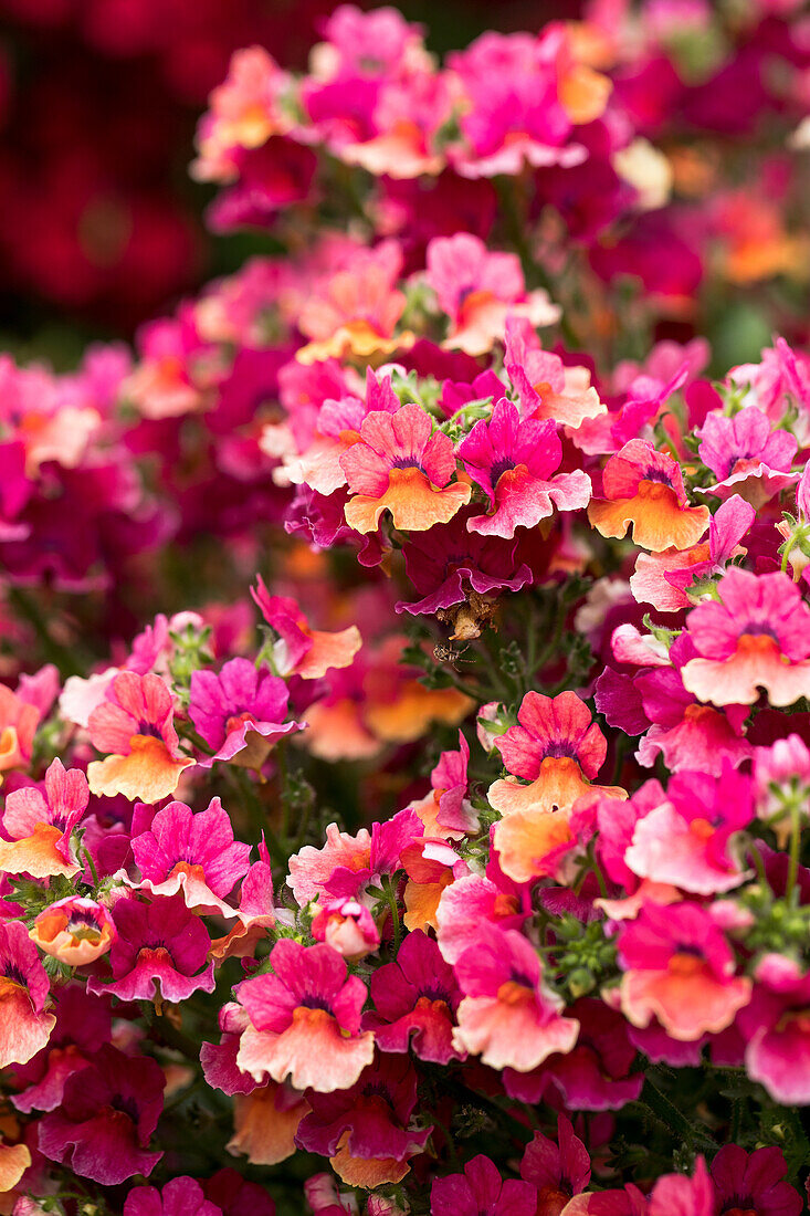 Nemesia fruticans Nesia 'Tropical'