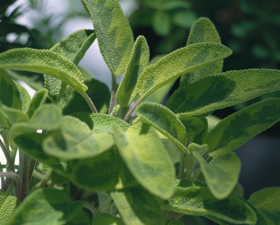 Fresh Golden Sage