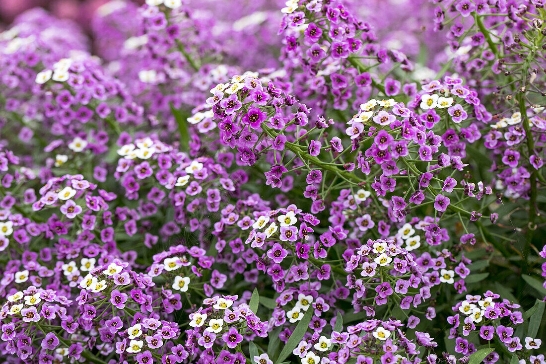 Lobularia maritima Lavender Stream