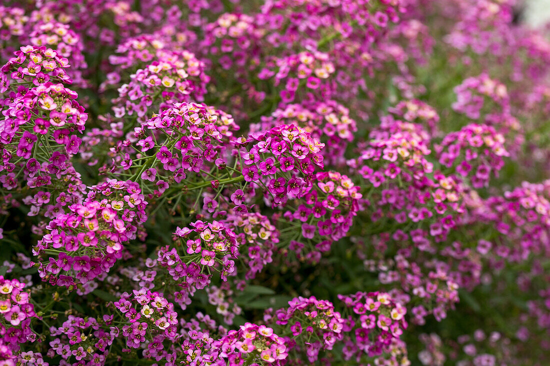 Lobularia maritima Raspberry Stream