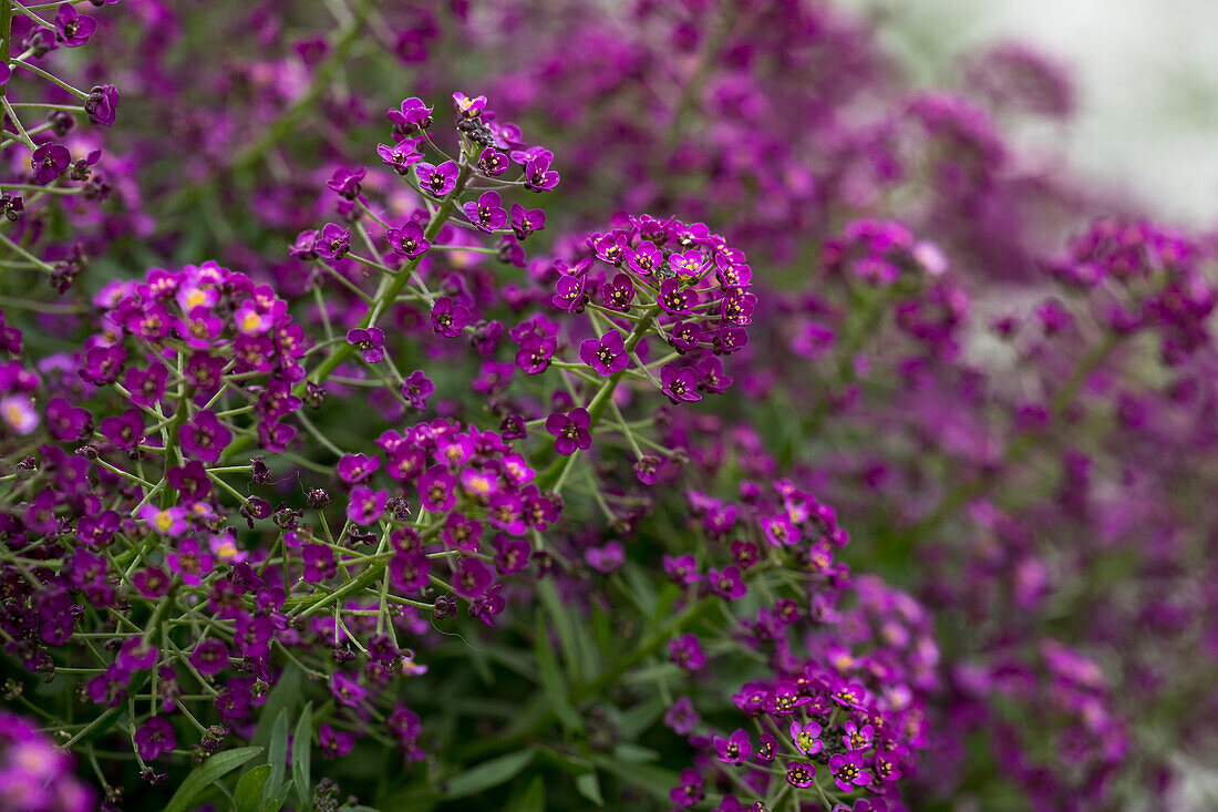 Lobularia maritima Purple Stream