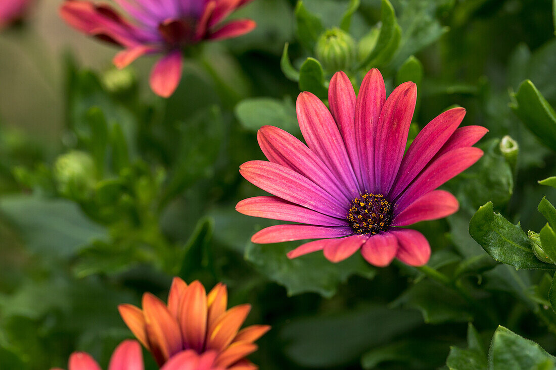 Osteospermum ecklonis 'Ostica™ Bronze'