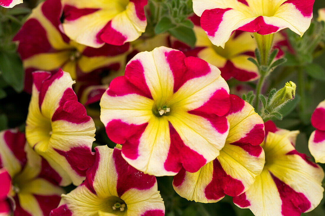 Petunia Amore™ 'Queen of Hearts'