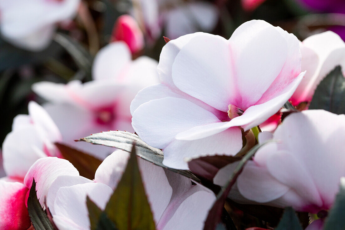 Impatiens new guinea 'sel® ColorPower® White Pink Eye